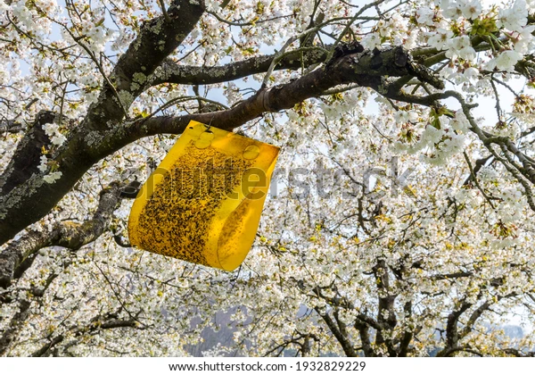 How to get rid of fruit flies fast