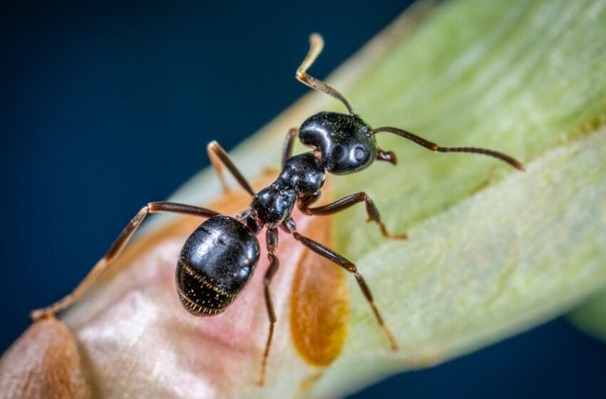  How to get rid of ants? 4 easy ways to kill ants