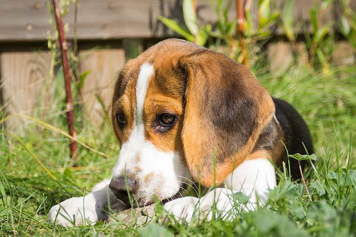 Precautions For Dog Worming Treatments