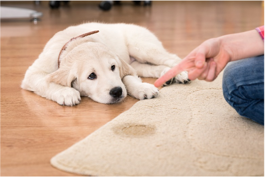 Pet Stains & Odor Treatment