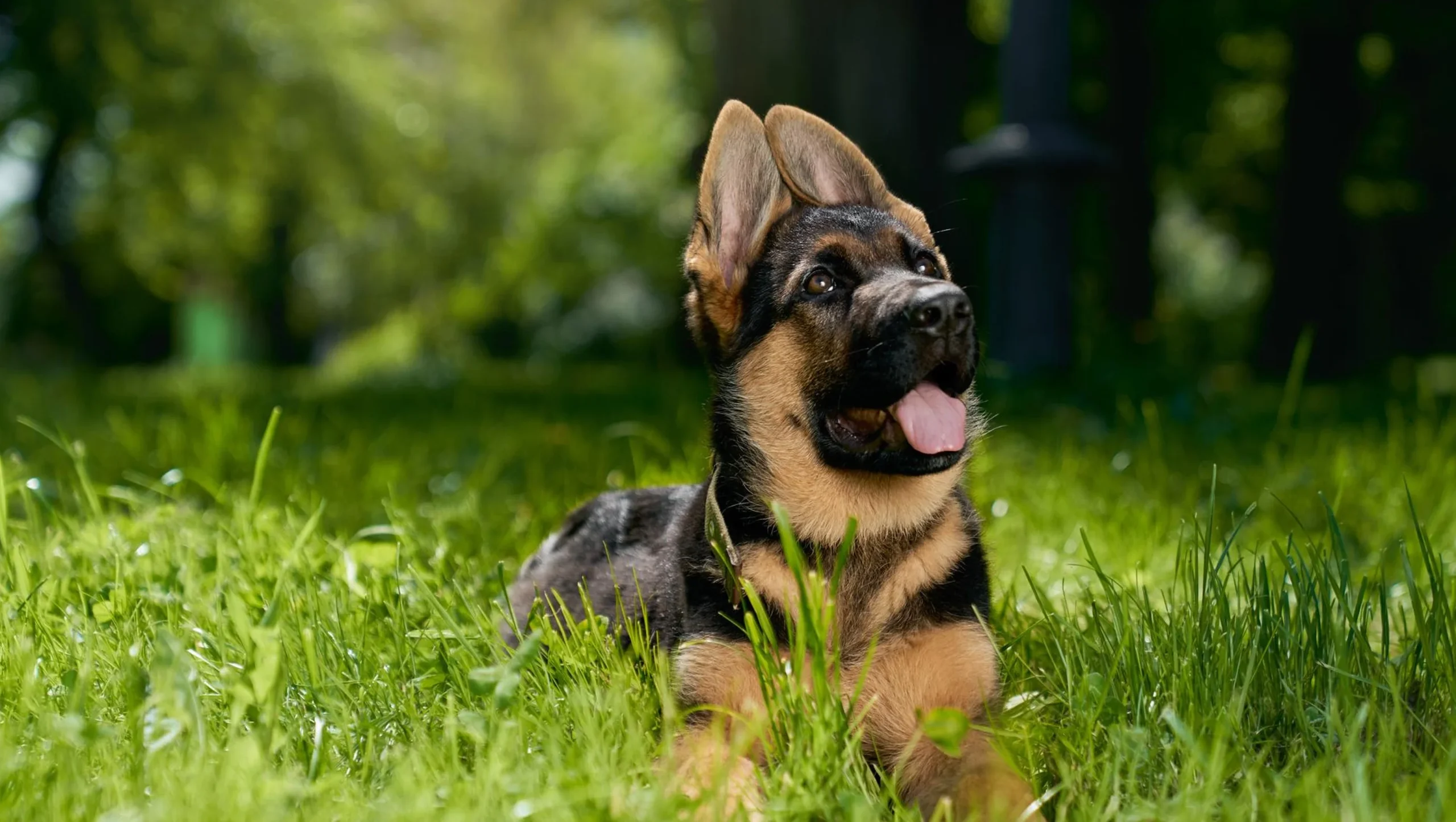 How To Find Bred German Shepherd Puppies For Sale